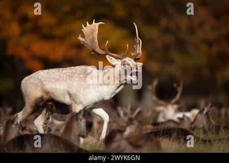Porträt eines Brachhirsches, der während der Brunstsaison im Herbst ruft Stockfoto