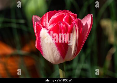 Tulpe „Angelique“ (Tulipa) eine im Frühling blühende Pflanze mit einer rot-weißen Frühlingsblume in einem öffentlichen Park im März und April, Stockfoto Stockfoto