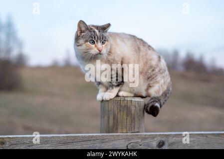 Eine Katze mit Сross Augen und Ohrstöpsel sitzt am Frühlingsabend draußen auf dem Zaun. Stockfoto
