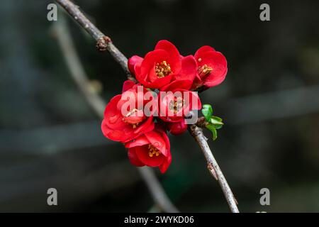 Chaenomeles x superba „Knap Hill Scarlet“ eine im Frühling blühende Strauchpflanze mit einer roten Frühlingsblume, die allgemein als japanische Quitte bekannt ist, Stockfoto i Stockfoto