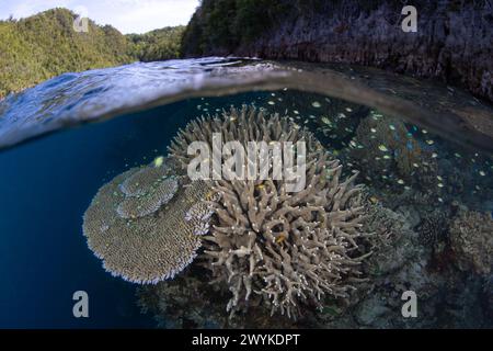 Korallen und Fische gedeihen an einem flachen, artenreichen Riff in Raja Ampat, Indonesien. Diese tropische Region ist bekannt als das Herz des Korallendreiecks. Stockfoto