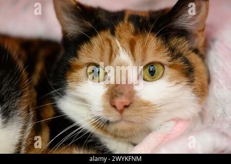 Sammlung von Bildern im SPCA-Zentrum, Hamilton Cat, Green Eyes Stockfoto
