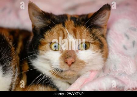Sammlung von Bildern im SPCA-Zentrum, Hamilton Cat, Green Eyes Stockfoto