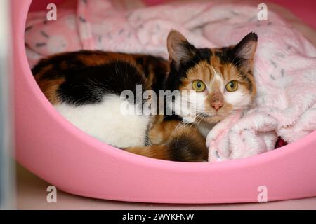 Sammlung von Bildern im SPCA-Zentrum, Hamilton Cat, Green Eyes Stockfoto