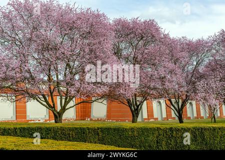 Kirschblütenbäume an der Gartenmauer von Troja Castle Stockfoto