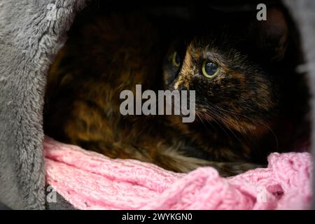 Stockfotos im schottischen SPCA-Zentrum, Hamilton Tabby Cat Stockfoto