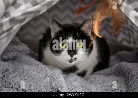 Stockfotos im Scottish SPCA Raturoming Centre, Hamilton Black and White Cat mit gelben Augen Stockfoto