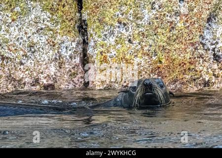 Guadalupe Fellrobbe (Arctocephalus townsendi) im Wasser auf San Pedro Martir Island, Baja California Sur, Mexiko. Stockfoto