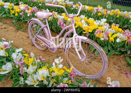 Ein pinkfarbenes altes Fahrrad, das auf einem Bauernhof zwischen den Reihen pastellfarbener Tulpen zur Dekoration im frühen Frühjahr aus der Nähe gezeigt wird Stockfoto