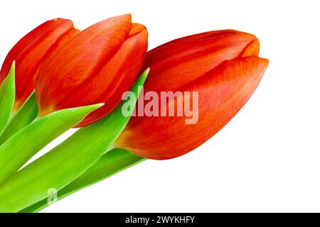 3 rote Tulpen isoliert auf weißem Hintergrund Stockfoto