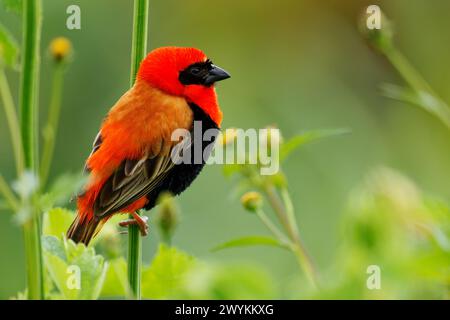 Schwarzflügelbischof – Euplectes hordeaceus, ehemals feuergekrönter Bischof, residierender Brutvogel im tropischen Afrika, Senegal, Sudan und in Angola, Tanz Stockfoto