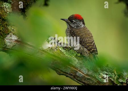 Kardinal Holzspecht - Chloropicus Dendropicos fuscescens gewöhnlicher Vogel in weiten Teilen Afrikas südlich der Sahara, vom dichten Wald bis zum Dornbusch, auf dem g Stockfoto
