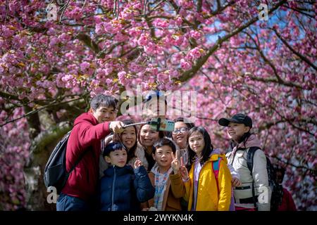 London, Großbritannien. April 2024. Wetter in Großbritannien: Touristen genießen die erste Blüte der lebhaften Kirschblüte im Greenwich Park an einem warmen, aber windigen Sonntagnachmittag. Guy Corbishley/Alamy Live News Stockfoto