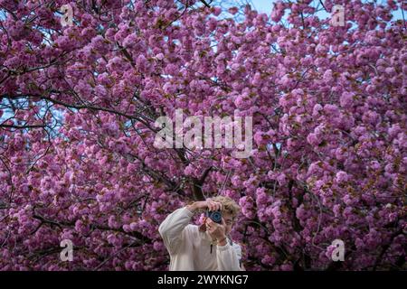 London, Großbritannien. April 2024. Wetter in Großbritannien: Besucher genießen die erste Blüte der lebhaften Kirschblüte im Greenwich Park an einem warmen, aber windigen Sonntagnachmittag. Guy Corbishley/Alamy Live News Stockfoto