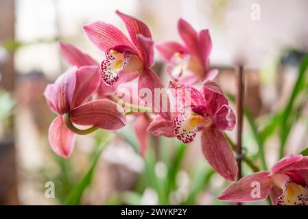 Rosa Cymbidium Boat Orchid. Warme rosa Orchideenblüten auf grünem Blatthintergrund Stockfoto
