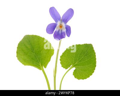 Frühlingsblume von süßviolett isoliert auf weiß, Viola odorata Stockfoto