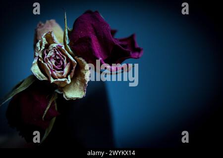 Eine gelbe und zwei getrocknete rote Rose. Dunkler Hintergrund Stockfoto
