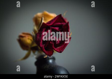 Eine gelbe und zwei getrocknete rote Rose. Dunkler Hintergrund Stockfoto