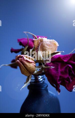 Eine gelbe und zwei getrocknete rote Rose. Dunkler Hintergrund Stockfoto