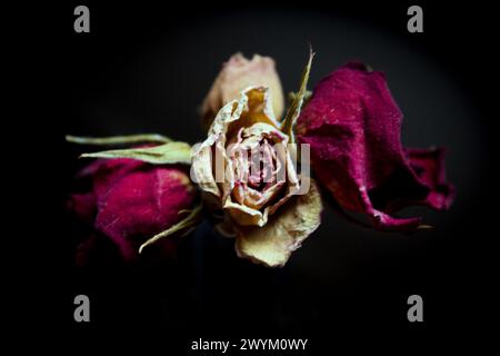 Eine gelbe und zwei getrocknete rote Rose. Dunkler Hintergrund Stockfoto