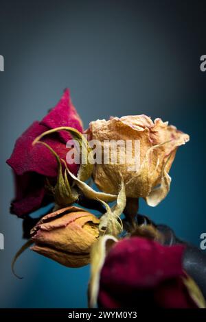 Eine gelbe und zwei getrocknete rote Rose. Dunkler Hintergrund Stockfoto