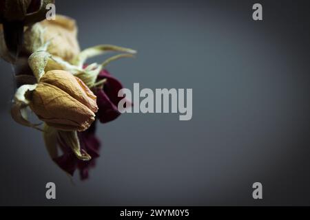 Eine gelbe und zwei getrocknete rote Rose. Dunkler Hintergrund Stockfoto