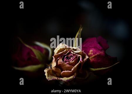 Eine gelbe und zwei getrocknete rote Rose. Dunkler Hintergrund Stockfoto