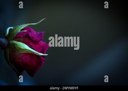 Eine gelbe und zwei getrocknete rote Rose. Dunkler Hintergrund Stockfoto