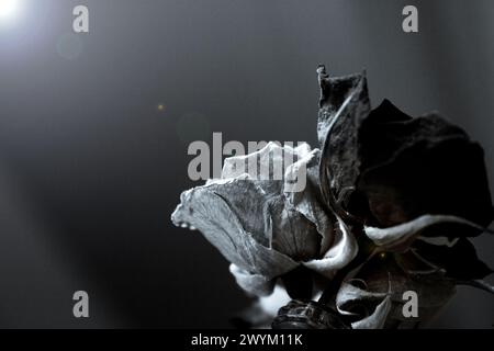 Eine gelbe und zwei getrocknete rote Rose. Dunkler Hintergrund Stockfoto
