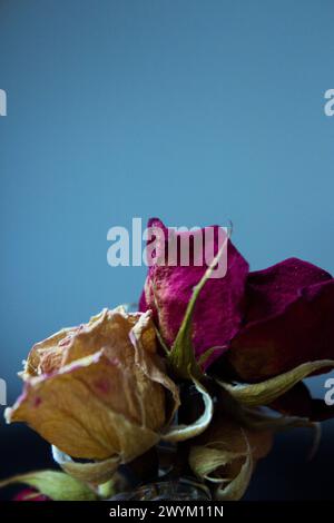 Eine gelbe und zwei getrocknete rote Rose. Dunkler Hintergrund Stockfoto