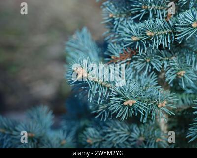 Eine abies lasiocarpa compacta. Schließen. Stockfoto