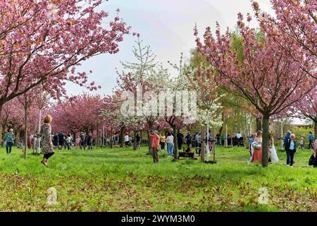 2024-04-07,die TV-Asahi-Kirschblütenallee am Berliner Mauerweg im Ortsteil Lichterfelde und Teltow Brandenburg *** 2024 04 07,die TV-Asahi-Kirschblütenallee am Berliner Mauerweg in Lichterfelde und Teltow Brandenburg Stockfoto