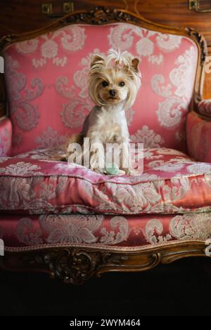 Süßer Terrierhund mit rosa Accessoires Stockfoto