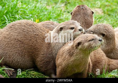 Süße asiatische Kurzkrallen-Otter warten darauf, im Zoo gefüttert zu werden Stockfoto