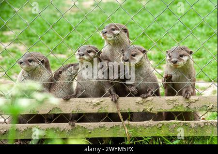 Süße asiatische Kurzkrallen-Otter warten darauf, im Zoo gefüttert zu werden Stockfoto