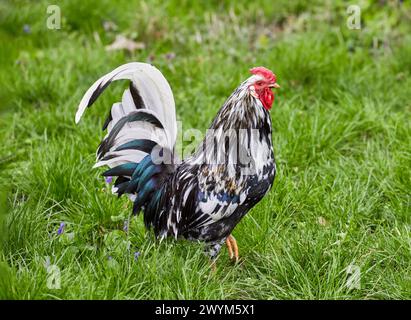 Bild des Hausgefieders bunter Hahn auf grünem Gras Stockfoto