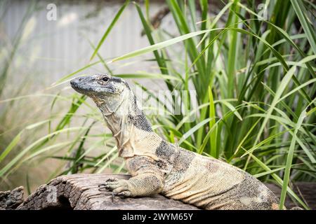 Mertens varan-Eidechse, die sich auf Baumstämmen inmitten von Laub entspannen, australische einheimische Tierwelt. Stockfoto