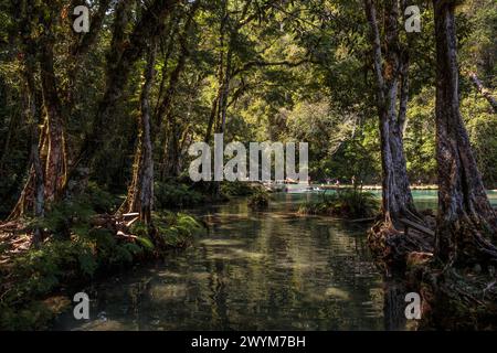 Türkisfarbene Pools in natürlichen Karstformationen bilden ein perfektes Schwimmloch in Semuc Champey in der Nähe von Lanquin in Guatemala. Stockfoto