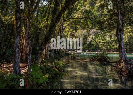 Türkisfarbene Pools in natürlichen Karstformationen bilden ein perfektes Schwimmloch in Semuc Champey in der Nähe von Lanquin in Guatemala. Stockfoto