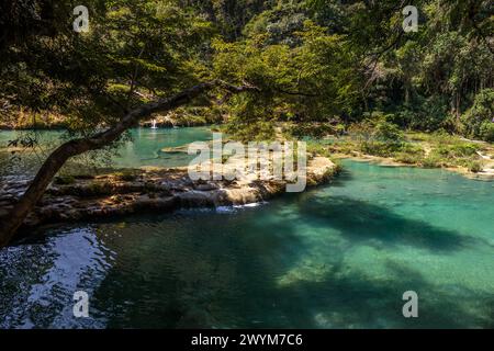 Türkisfarbene Pools in natürlichen Karstformationen bilden ein perfektes Schwimmloch in Semuc Champey in der Nähe von Lanquin in Guatemala. Stockfoto