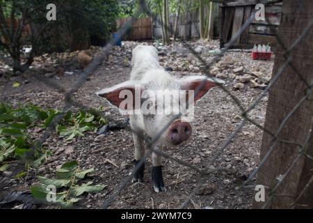 Im El Mirador Basin im Dschungel von Nord-Guatemala Stockfoto