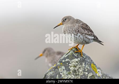 Zwei violette Sandpfeifer (Calidris maritima) ruhen auf Felsen entlang der Küste. Stockfoto