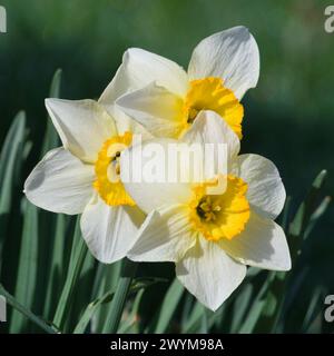 Gelbe Narzissen im Garten im Frühling. Isoliert auf grünem, unscharfem Hintergrund. Stockfoto