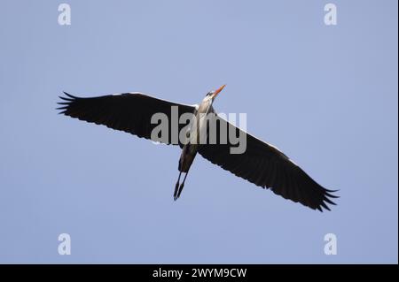 Ardea cinerea aka Graureiher. Ein riesiger Vogel fliegt über dem Teich in Tschechien. Stockfoto