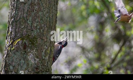 Dendrocopos Major alias Großspecht männlich fand das Nest von Sitta europaea alias eurasian Nuthatch und Nuthatch greift ihn an. Grausame Natur Stockfoto