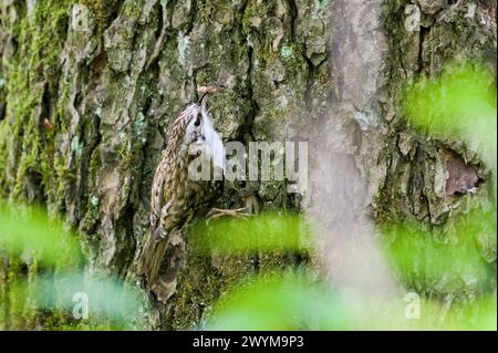 Certhia familiaris aka Baumzüchter isst Insekten auf dem Baum. Stockfoto