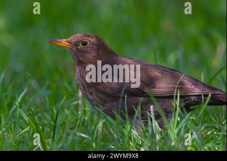 Songvogel Turdus merula alias Eurasian oder gemeine Amsel Weibchen im Gras. Stockfoto