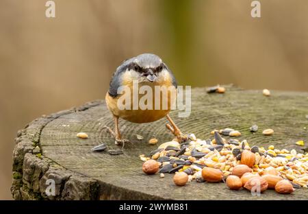 Nuthatch Vogel Fütterung auf einem Vogeltisch Stockfoto