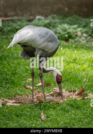 Die Menagerie, der Zoo des Pflanzengartens. Blick auf ein weißhalsiges Kranpaar mit einem Ei im Nest Stockfoto