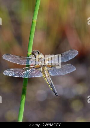 Libellula quadrimaculata vierfleckige Jäger-Libelle auf Stiel Montiaghs Moss Naturschutzgebiet Nordirland. Stockfoto